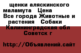 щенки аляскинского маламута › Цена ­ 20 000 - Все города Животные и растения » Собаки   . Калининградская обл.,Советск г.